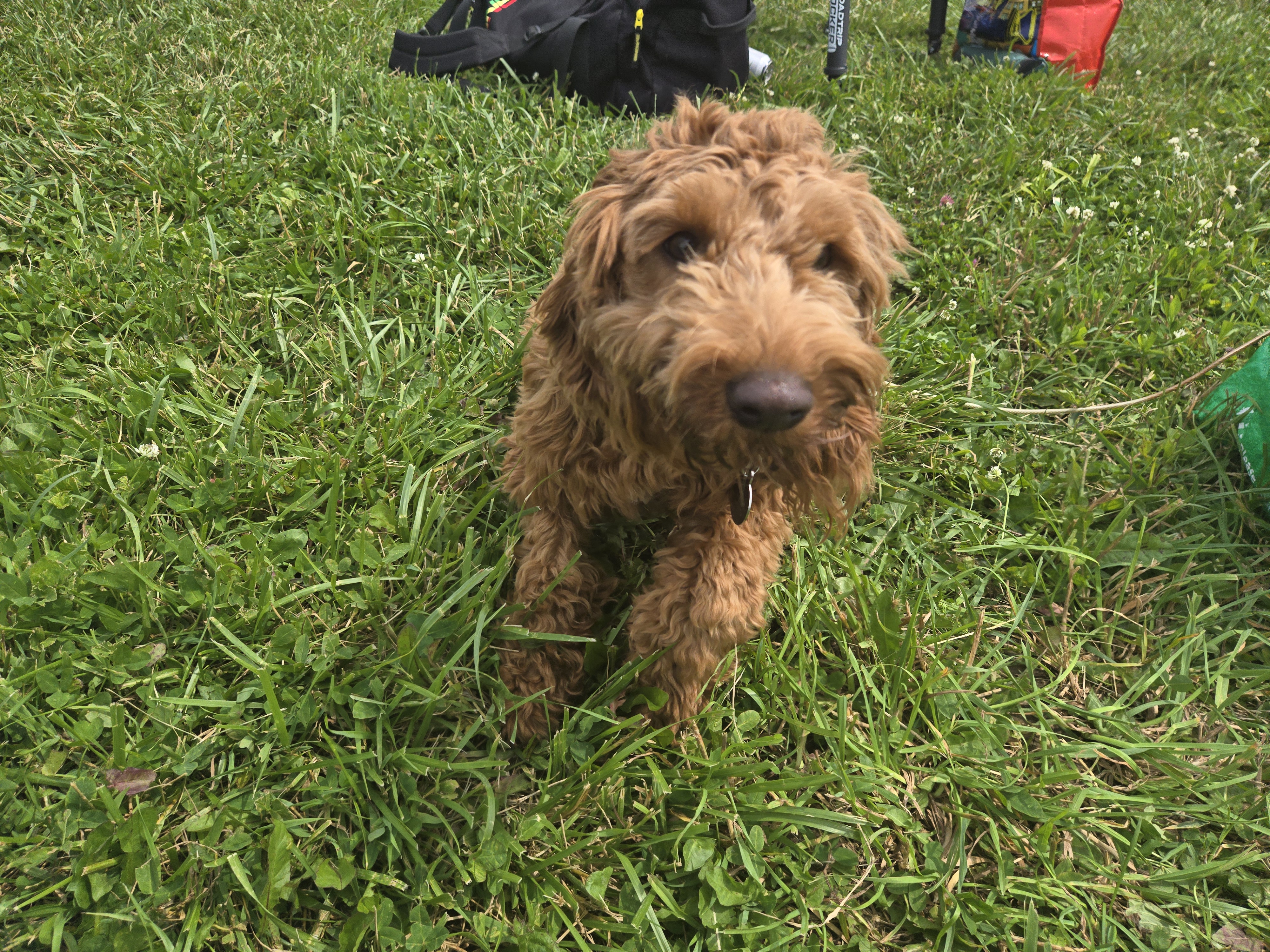 Appa exploring his new home